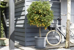 Plantenschotel Elho Universeel Rond 48cm - Antraciet 9 Plantenschotel Elho Universeel Rond 48cm - Antraciet -Natur Bloemen Winkel universele schotel rond 48cm schotel antraciet 7 13