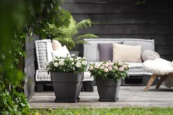 Bloempot Elho Vibia Campana Vierkant 30cm - Antraciet -Natur Bloemen Winkel vibia campana vierkant 30 plantenbak antraciet 6 11