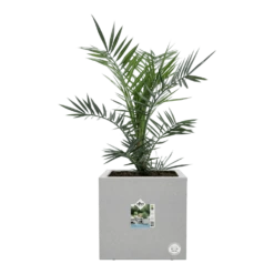 Elho Vivo Next Vierkant Wielen 40cm - Warm Grijs 14 Elho Vivo Next Vierkant Wielen 40cm - Warm Grijs -Natur Bloemen Winkel vivo matt vierkant wielen 40cm warm grijs 6 1