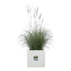 Elho Vivo Next Vierkant Wielen 40cm - Wit 13 Elho Vivo Next Vierkant Wielen 40cm - Wit -Natur Bloemen Winkel vivo next vierkant wielen 40cm wit 5 1