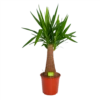Yucca Inca Tree - Palmlelie - P24 H85 - Kamerplant 1 Yucca Inca Tree - Palmlelie - P24 H85 - Kamerplant -Natur Bloemen Winkel yucca inca tree palmlelie p24 h85 1
