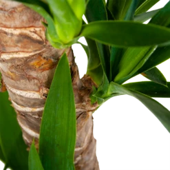 Yucca - Palmlelie - P19 H90 - Kamerplant 8 Yucca - Palmlelie - P19 H90 - Kamerplant -Natur Bloemen Winkel yucca palmlelie p19 h90 6