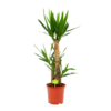 Yucca - Palmlelie - P21 H100 - Kamerplant 1 Yucca - Palmlelie - P21 H100 - Kamerplant -Natur Bloemen Winkel yucca palmlelie p21 h100 1 2