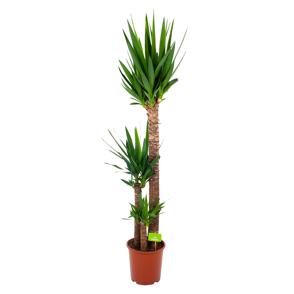 Yucca - Palmlelie - P24 H165 - Kamerplant 3 Yucca - Palmlelie - P24 H165 - Kamerplant