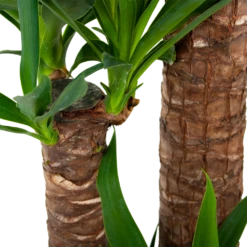 Yucca - Palmlelie - P24 H165 - Kamerplant 8 Yucca - Palmlelie - P24 H165 - Kamerplant -Natur Bloemen Winkel yucca palmlelie p24 h165 6