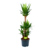 Yucca - Palmlelie - P29 H150 - Kamerplant 2 Yucca - Palmlelie - P29 H150 - Kamerplant -Natur Bloemen Winkel yucca palmlelie p29 h150 1 2