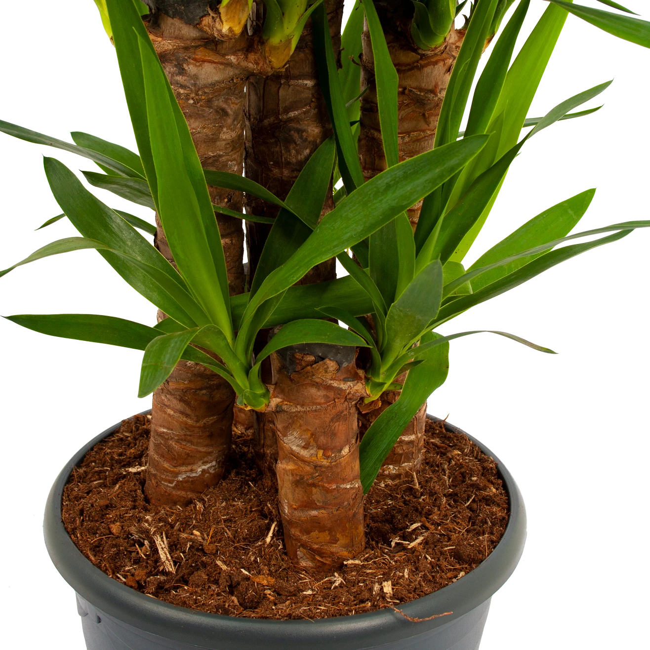 Yucca - Palmlelie - P29 H150 - Kamerplant 4 Yucca - Palmlelie - P29 H150 - Kamerplant - Afbeelding 2