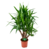 Yucca - Vertakt - Palmlelie - P24 H100 - Kamerplant 1 Yucca - Vertakt - Palmlelie - P24 H100 - Kamerplant -Natur Bloemen Winkel yucca vertakt palmlelie p24 h100 1 1