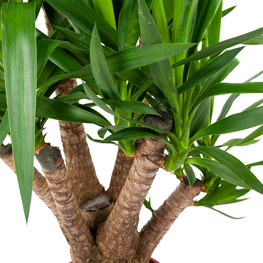 Yucca - Vertakt - Palmlelie - P24 H100 - Kamerplant 4 Yucca - Vertakt - Palmlelie - P24 H100 - Kamerplant - Afbeelding 2