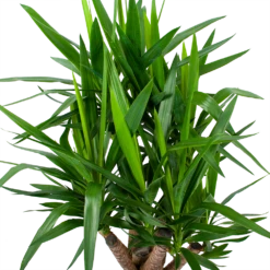 Yucca - Vertakt - Palmlelie - P24 H100 - Kamerplant 8 Yucca - Vertakt - Palmlelie - P24 H100 - Kamerplant -Natur Bloemen Winkel yucca vertakt palmlelie p24 h100 6 1