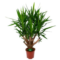 Yucca - Vertakt - Palmlelie - P27 H110 - Kamerplant