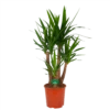 Yucca - Vertakt - Palmlelie - P30 H130 - Kamerplant -Natur Bloemen Winkel yucca vertakt palmlelie p30 h130 kamerplant 1