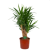 Yucca - Vertakt - Palmlelie - P34 H140 - Kamerplant 2 Yucca - Vertakt - Palmlelie - P34 H140 - Kamerplant -Natur Bloemen Winkel yucca vertakt palmlelie p34 h140 kamerplant 1