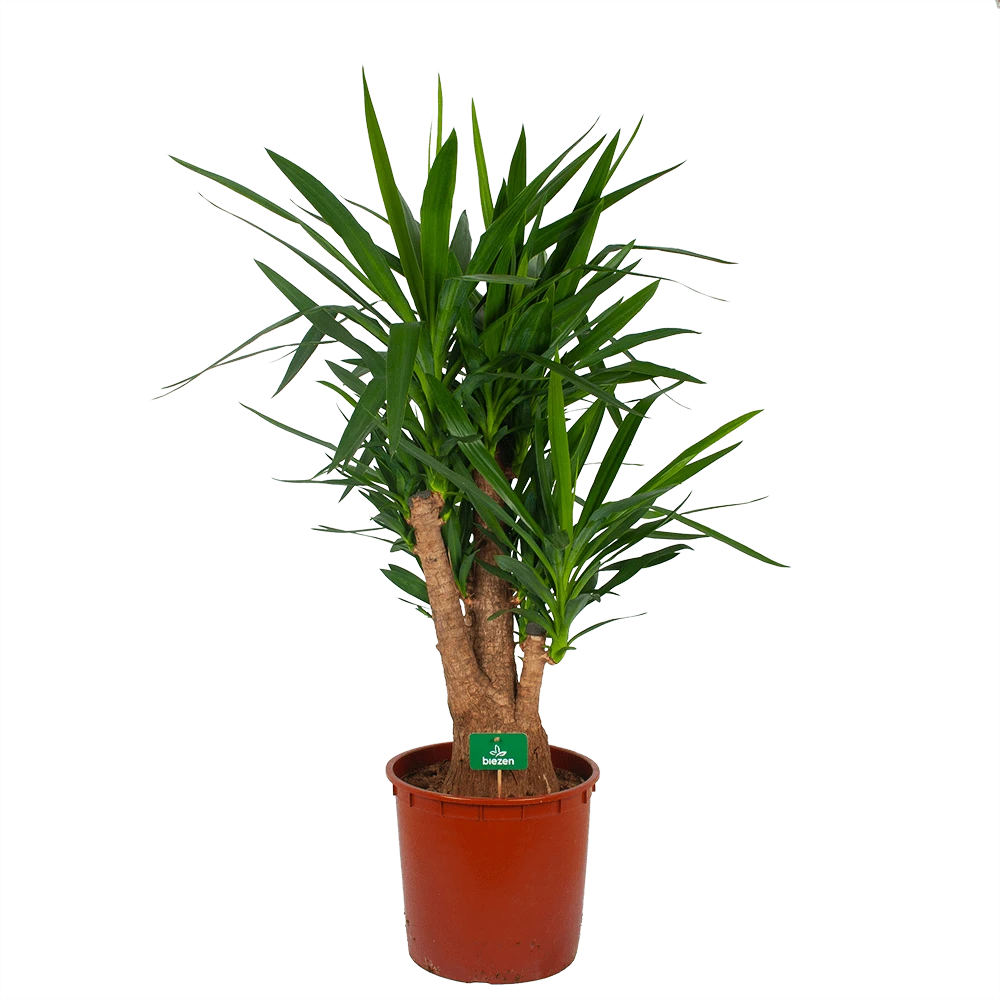 Yucca - Vertakt - Palmlelie - P34 H140 - Kamerplant 3 Yucca - Vertakt - Palmlelie - P34 H140 - Kamerplant