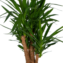 Yucca - Vertakt - Palmlelie - P34 H140 - Kamerplant 8 Yucca - Vertakt - Palmlelie - P34 H140 - Kamerplant -Natur Bloemen Winkel yucca vertakt palmlelie p34 h140 kamerplant 4