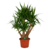 Yucca - Vertakt - Palmlelie - P45 H170 - Kamerplant -Natur Bloemen Winkel yucca vertakt palmlelie p45 h170 kamerplant 1