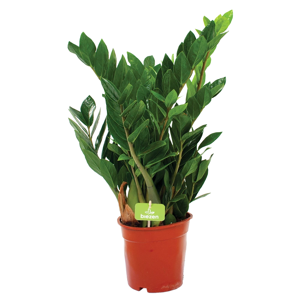 Zamioculcas Zamiifolia - Emerald Palm - P17 H60 - Kamerplant 4 Zamioculcas Zamiifolia - Emerald Palm - P17 H60 - Kamerplant - Afbeelding 2